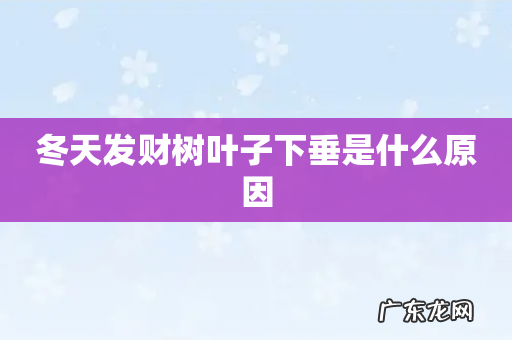 冬天发财树叶子下垂是什么原因