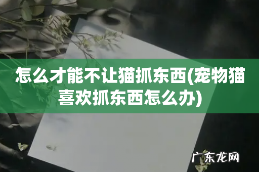 宠物猫喜欢抓东西怎么办 怎么才能不让猫抓东西