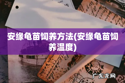 安缘龟苗饲养温度 安缘龟苗饲养方法