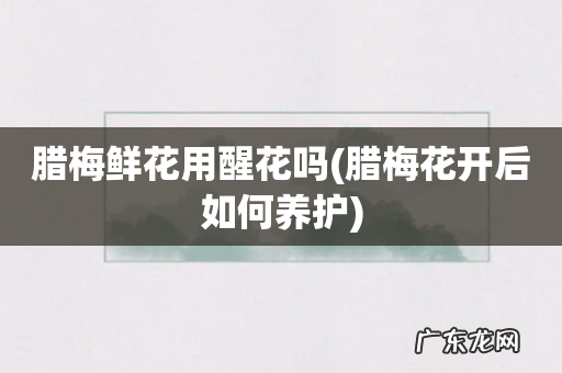 腊梅花开后如何养护 腊梅鲜花用醒花吗