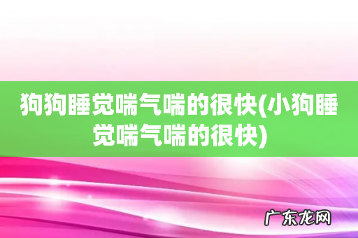 小狗睡觉喘气喘的很快 狗狗睡觉喘气喘的很快