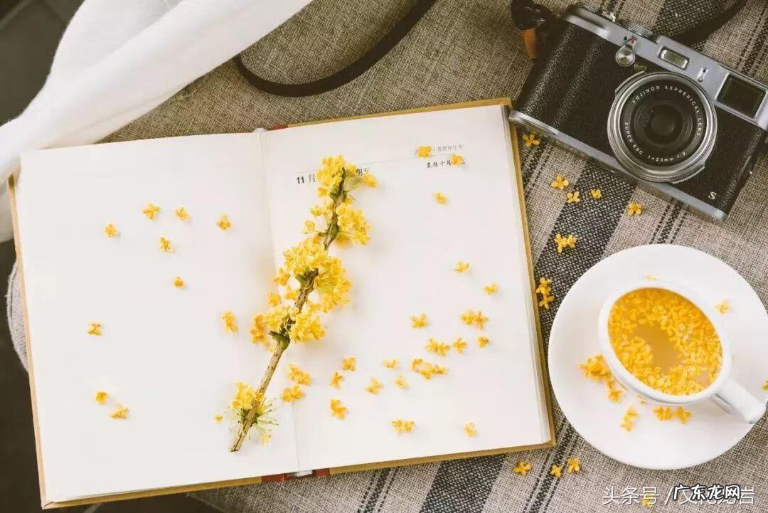 跟桂花有关的诗句 描写桂花诗句