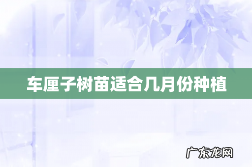 车厘子树苗适合几月份种植