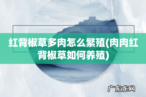 肉肉红背椒草如何养殖 红背椒草多肉怎么繁殖
