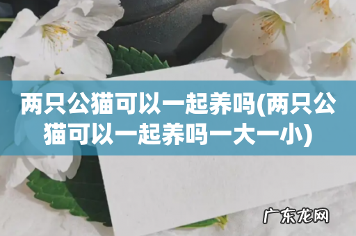 两只公猫可以一起养吗一大一小 两只公猫可以一起养吗