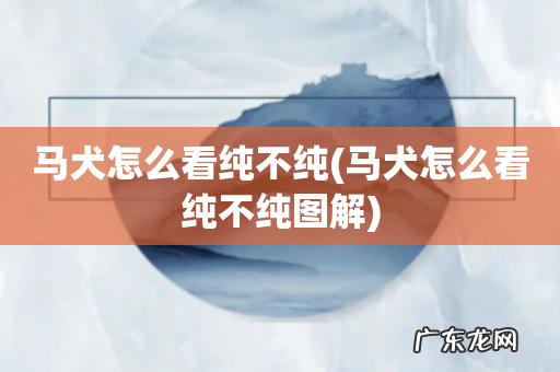 马犬怎么看纯不纯图解 马犬怎么看纯不纯