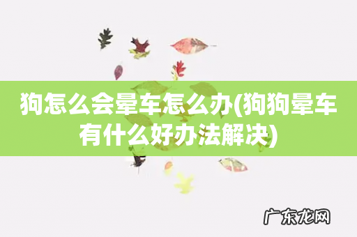 狗狗晕车有什么好办法解决 狗怎么会晕车怎么办