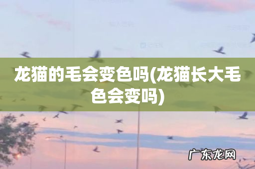 龙猫长大毛色会变吗 龙猫的毛会变色吗