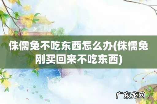 侏儒兔刚买回来不吃东西 侏儒兔不吃东西怎么办