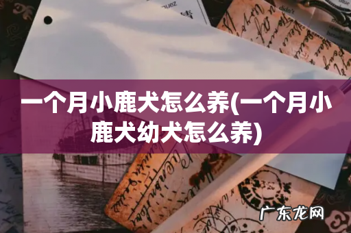一个月小鹿犬幼犬怎么养 一个月小鹿犬怎么养