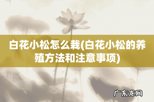 白花小松的养殖方法和注意事项 白花小松怎么栽