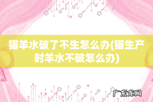 猫生产时羊水不破怎么办 猫羊水破了不生怎么办