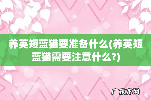 养英短蓝猫需要注意什么? 养英短蓝猫要准备什么