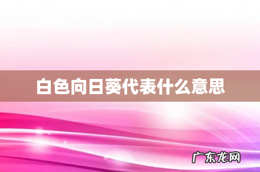 白色向日葵代表什么意思