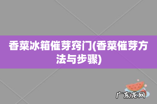 香菜催芽方法与步骤 香菜冰箱催芽窍门