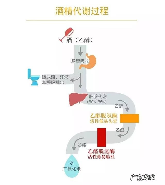 解酒最好的方法是什么 解酒的最好方法有哪些