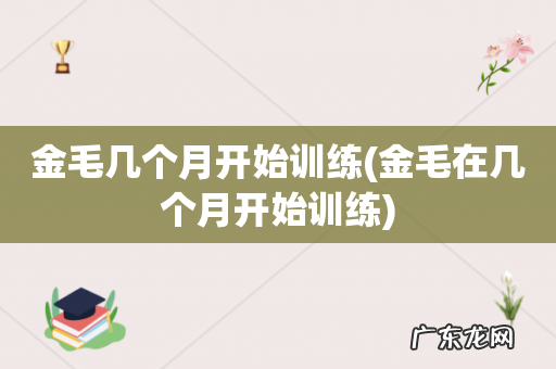 金毛在几个月开始训练 金毛几个月开始训练