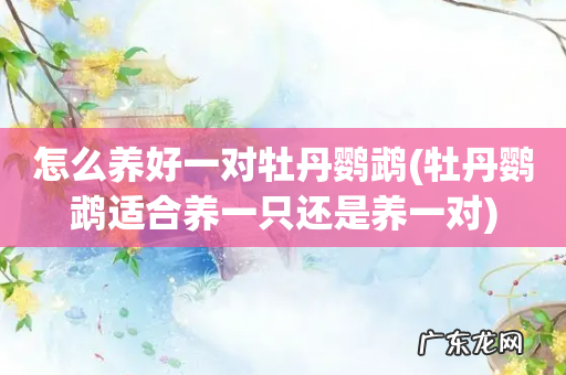 牡丹鹦鹉适合养一只还是养一对 怎么养好一对牡丹鹦鹉