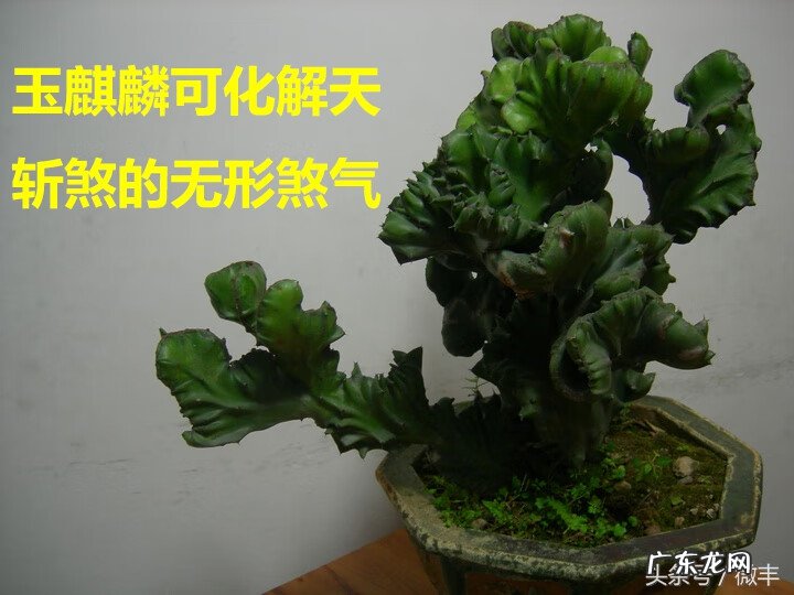 汪春霖阳宅风水大师 深圳汪春霖风水是真是假的