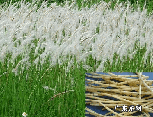 白茅根的作用与用途 白茅根的功效与作用效