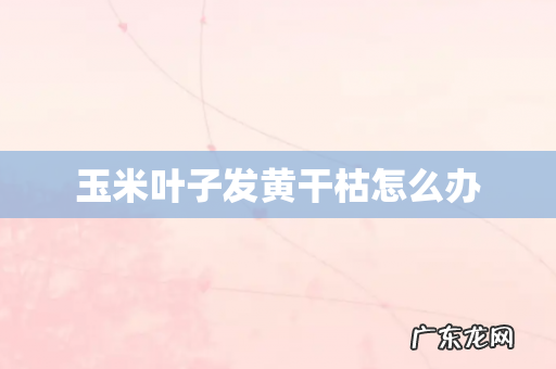 玉米叶子发黄干枯怎么办