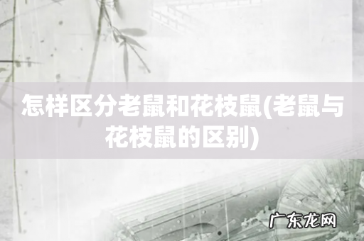 老鼠与花枝鼠的区别 怎样区分老鼠和花枝鼠