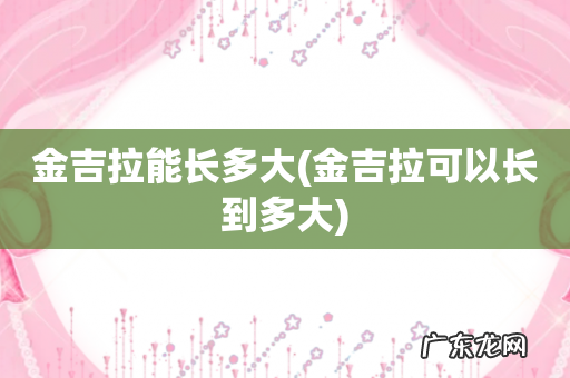 金吉拉可以长到多大 金吉拉能长多大