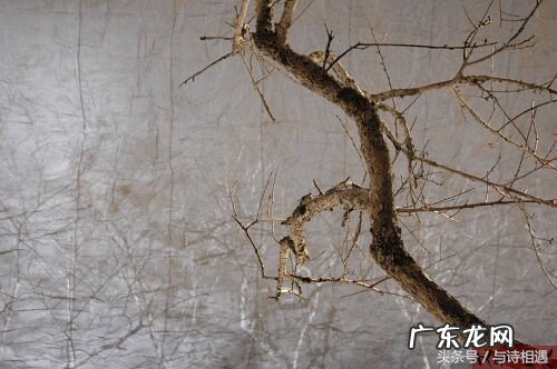 风水学是不是迷信 枯藤的树枝风水学