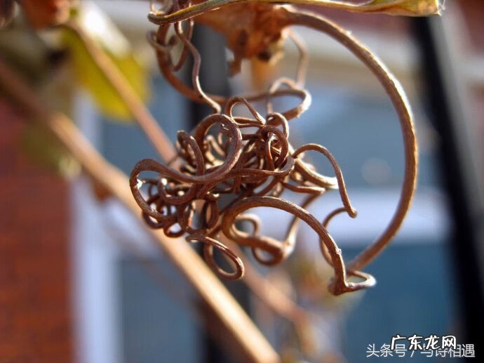 风水学是不是迷信 枯藤的树枝风水学