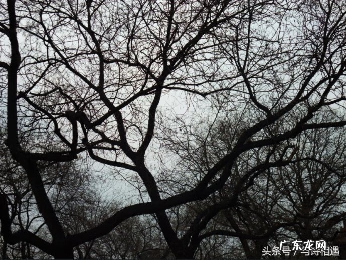 风水学是不是迷信 枯藤的树枝风水学