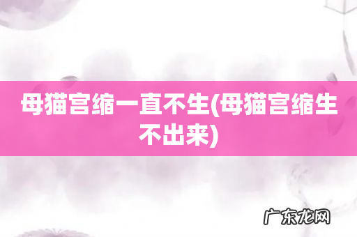 母猫宫缩生不出来 母猫宫缩一直不生