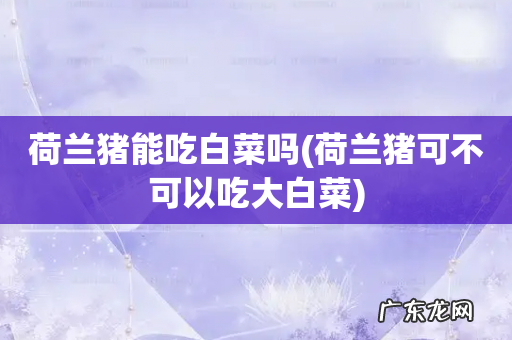 荷兰猪可不可以吃大白菜 荷兰猪能吃白菜吗