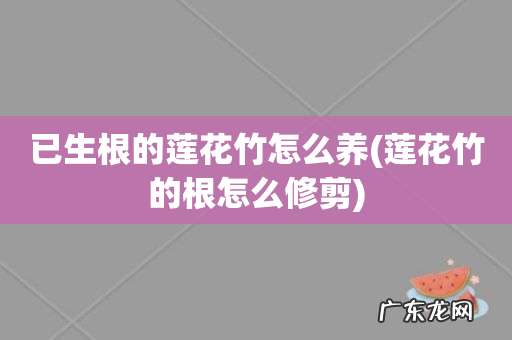 莲花竹的根怎么修剪 已生根的莲花竹怎么养