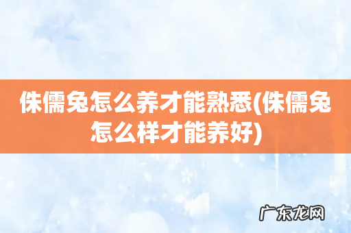 侏儒兔怎么样才能养好 侏儒兔怎么养才能熟悉