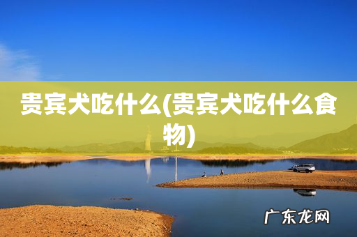 贵宾犬吃什么食物 贵宾犬吃什么