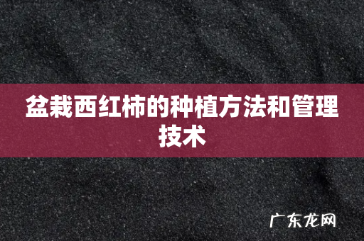 盆栽西红柿的种植方法和管理技术