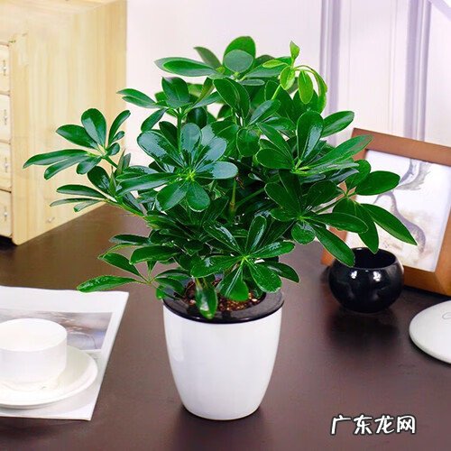 富贵椰子树的风水作用 富贵叶子有什么寓意