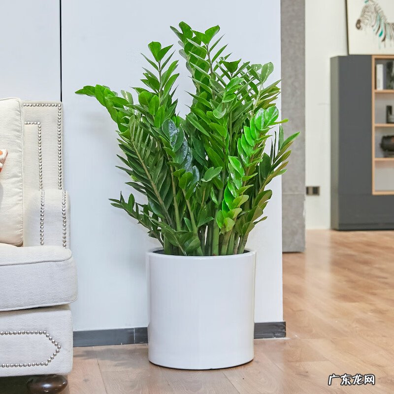 富贵椰子树的风水作用 富贵叶子有什么寓意