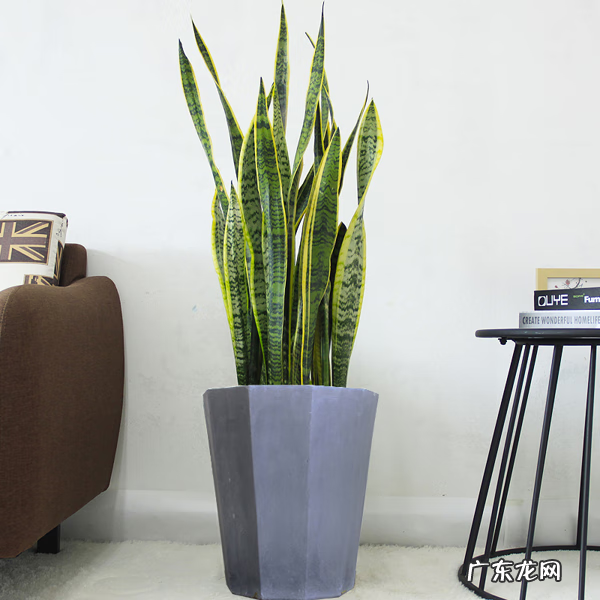 富贵椰子树的风水作用 富贵叶子有什么寓意