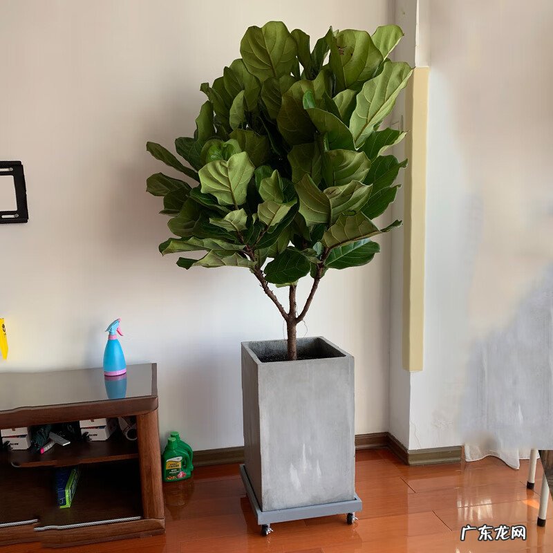 富贵椰子树的风水作用 富贵叶子有什么寓意