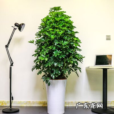 富贵椰子树的风水作用 富贵叶子有什么寓意