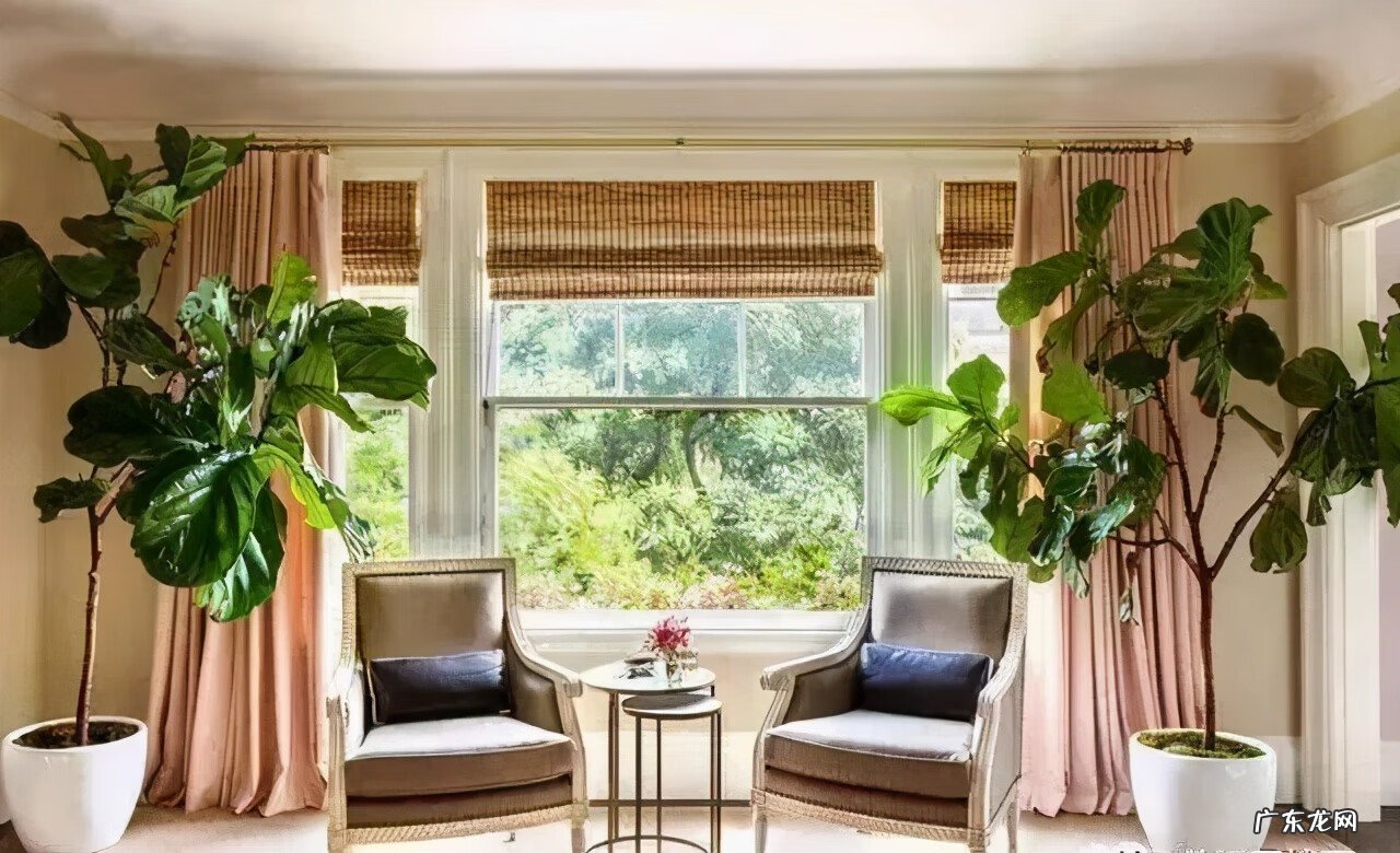 富贵椰子树的风水作用 富贵叶子有什么寓意