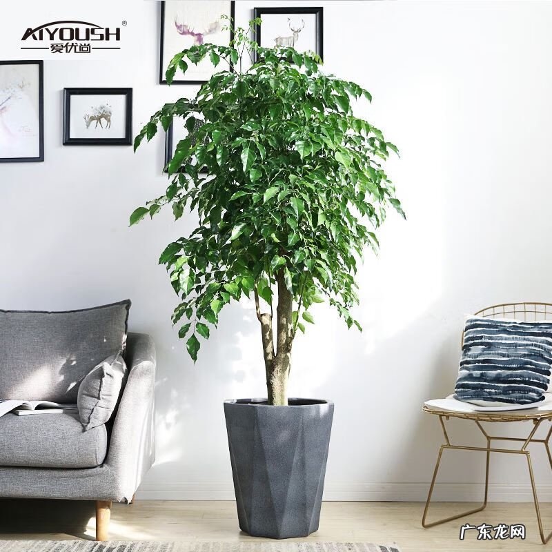 富贵椰子树的风水作用 富贵叶子有什么寓意