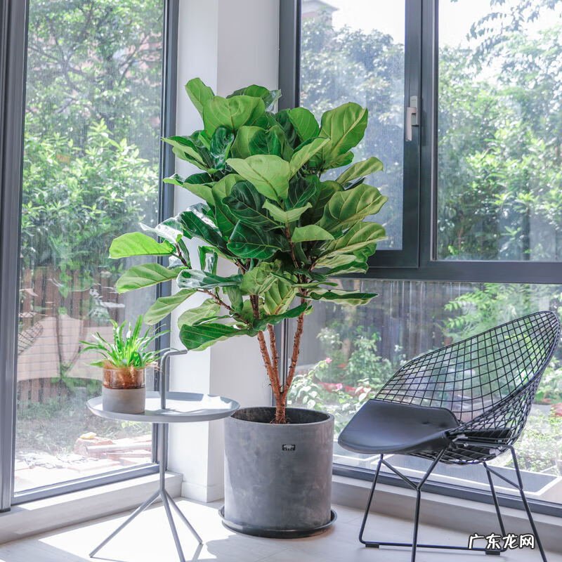 富贵椰子树的风水作用 富贵叶子有什么寓意