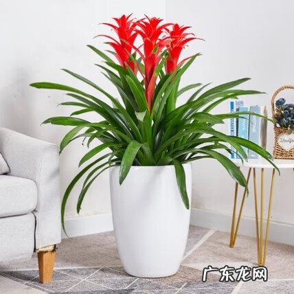 富贵椰子树的风水作用 富贵叶子有什么寓意