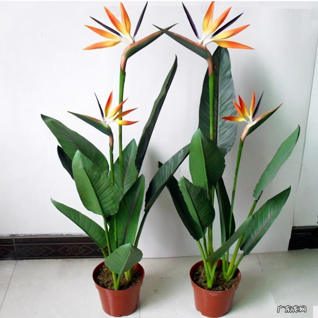 富贵椰子树的风水作用 富贵叶子有什么寓意