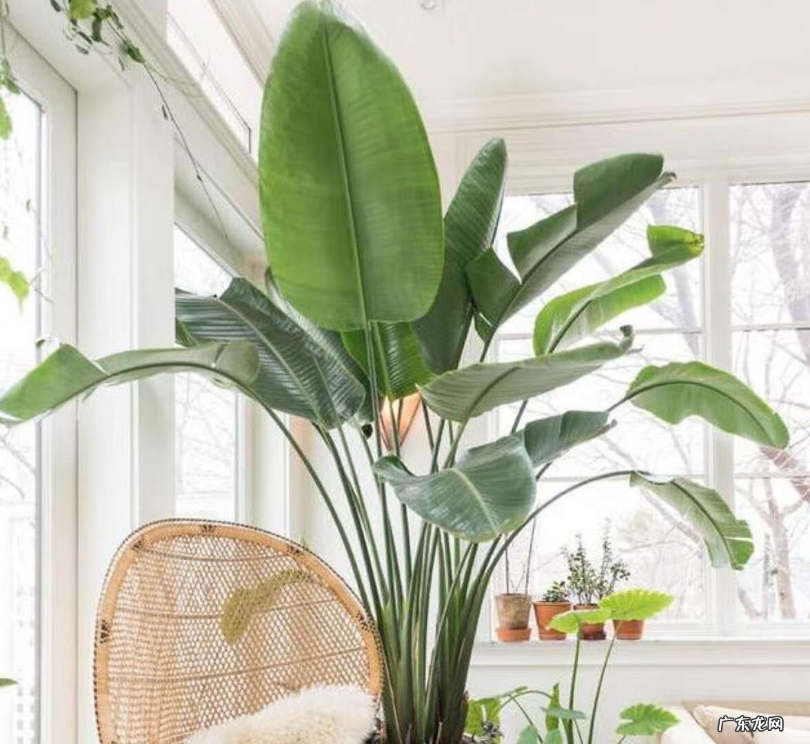 富贵椰子树的风水作用 富贵叶子有什么寓意