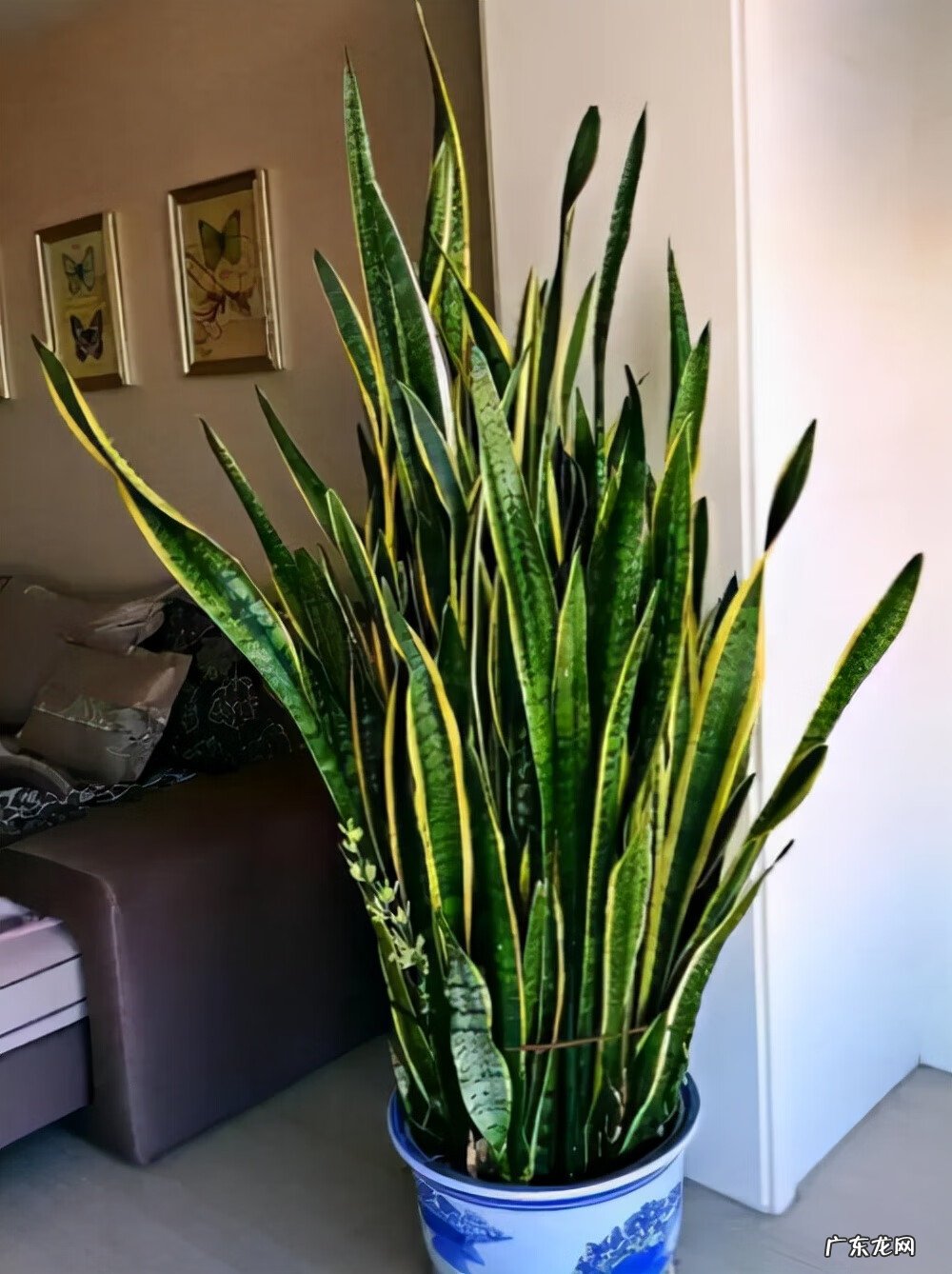 富贵椰子树的风水作用 富贵叶子有什么寓意