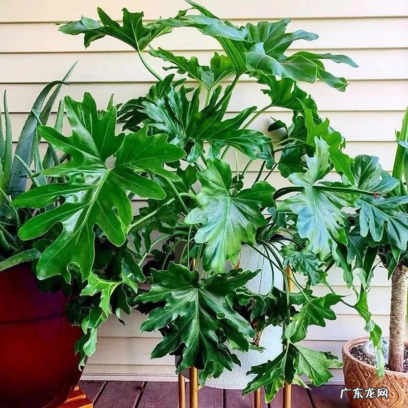 富贵椰子树的风水作用 富贵叶子有什么寓意