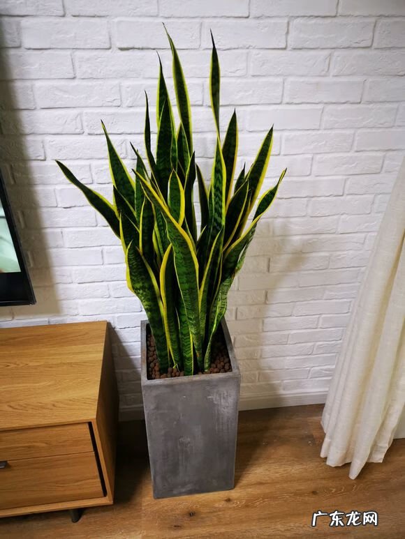 富贵椰子树的风水作用 富贵叶子有什么寓意